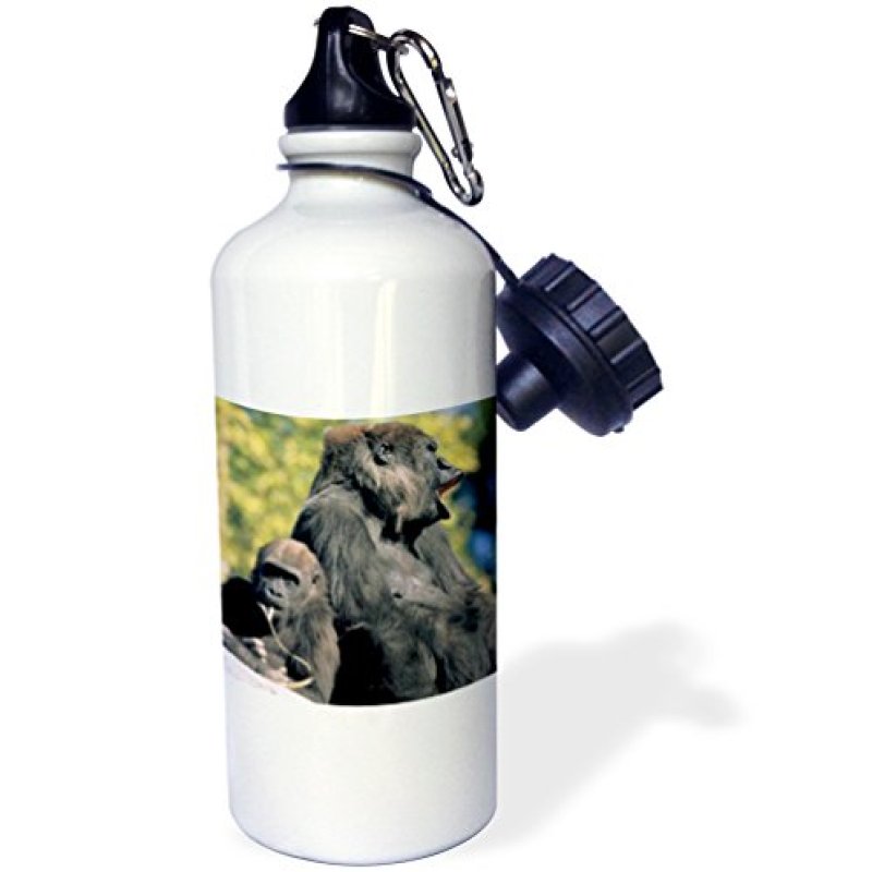 3dRose “CA, San Diego Zoo. Western lowland gorillas US05 MWT0006 Michele Westmorland” Sports Water Bottle, 21 oz, White 3dRose “CA, San Diego Zoo. Western lowland gorillas US05 MWT0006 Michele Westmorland” Sports Water Bottle, 21 oz, White