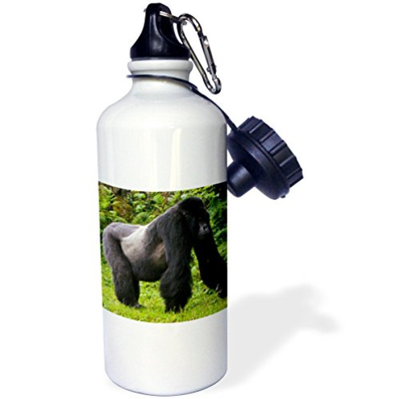 3dRose “Rwanda, Mountain Gorilla, No 2 Silverback AF35 RBE0113 Ralph H. Bendjebar” Sports Water Bottle, 21 oz, White 3dRose “Rwanda, Mountain Gorilla, No 2 Silverback AF35 RBE0113 Ralph H. Bendjebar” Sports Water Bottle, 21 oz, White