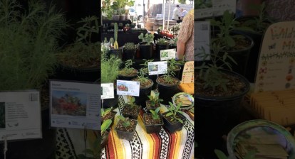 Cute little plants nursery fair at #longbeach #california #plantslover Cute little plants nursery fair at #longbeach #california #plantslover