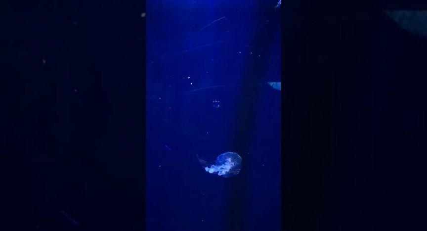 Diving with Jellyfish #aquarium #longbeach #california #oceanlife  #travel #marinelife #roadtrip Diving with Jellyfish #aquarium #longbeach #california #oceanlife  #travel #marinelife #roadtrip