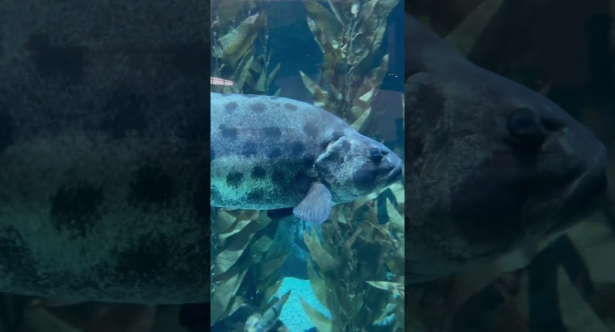 Aquarium of the Pacific at Long Beach #california #beach Aquarium of the Pacific at Long Beach #california #beach