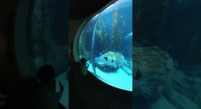 Aquarium of the pacific, Long Beach, CA #insta360 #aquariumofthepacific #longbeach  #california Aquarium of the pacific, Long Beach, CA #insta360 #aquariumofthepacific #longbeach  #california