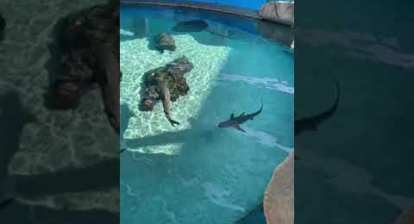 Aquarium of the Pacific in Long Beach California #shorts #aquarium #aquariumofthepacific Aquarium of the Pacific in Long Beach California #shorts #aquarium #aquariumofthepacific