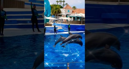 Dolphins present high octane stunts at SeaWorld San Diego #shorts #animals #funny #trending #travel Dolphins present high octane stunts at SeaWorld San Diego #shorts #animals #funny #trending #travel