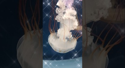 Deep Sea Jellyfish at Jewels of the Ocean SeaWorld San Diego #shorts #animals #trending #viralvideo Deep Sea Jellyfish at Jewels of the Ocean SeaWorld San Diego #shorts #animals #trending #viralvideo