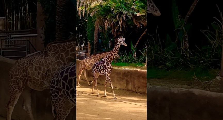 African Maasai Giraffe Moments captured at Los Angeles Zoo #shorts #wildlife #funny #travel #animals African Maasai Giraffe Moments captured at Los Angeles Zoo #shorts #wildlife #funny #travel #animals