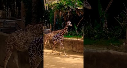 African Maasai Giraffe Moments captured at Los Angeles Zoo #shorts #wildlife #funny #travel #animals African Maasai Giraffe Moments captured at Los Angeles Zoo #shorts #wildlife #funny #travel #animals