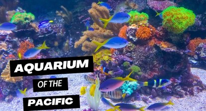 Aquarium Of The Pacific Long Beach California Aquarium Of The Pacific Long Beach California