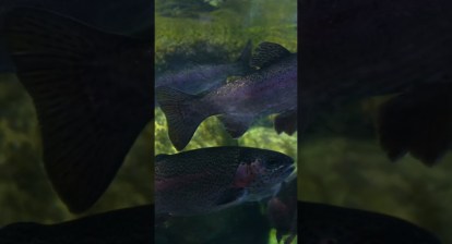 Aquarium of the Pacific Long Beach California Aquarium of the Pacific Long Beach California