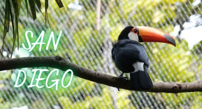 Co można robić w San Diego? USS Midway, Zoo, stare miasto Co można robić w San Diego? USS Midway, Zoo, stare miasto