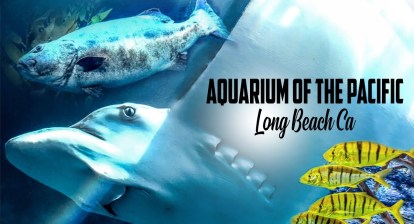 AQUARIUM OF THE PACIFIC | LONG BEACH CALIFORNIA | TOUR AQUARIUM OF THE PACIFIC | LONG BEACH CALIFORNIA | TOUR