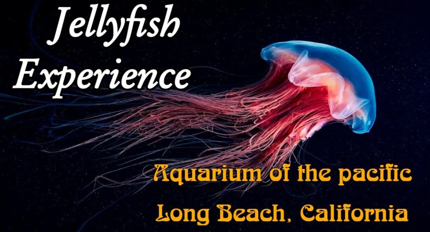 Amazing JELLYFISH species at Aquarium Of The Pacific | Long Beach California Amazing JELLYFISH species at Aquarium Of The Pacific | Long Beach California