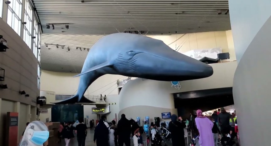 Aquarium of the Pacific in Long Beach California Aquarium of the Pacific in Long Beach California