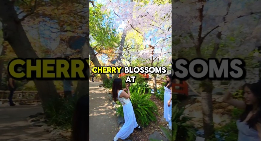 Cherry Blossoms in Los Angeles at Descanso Gardens Cherry Blossoms in Los Angeles at Descanso Gardens