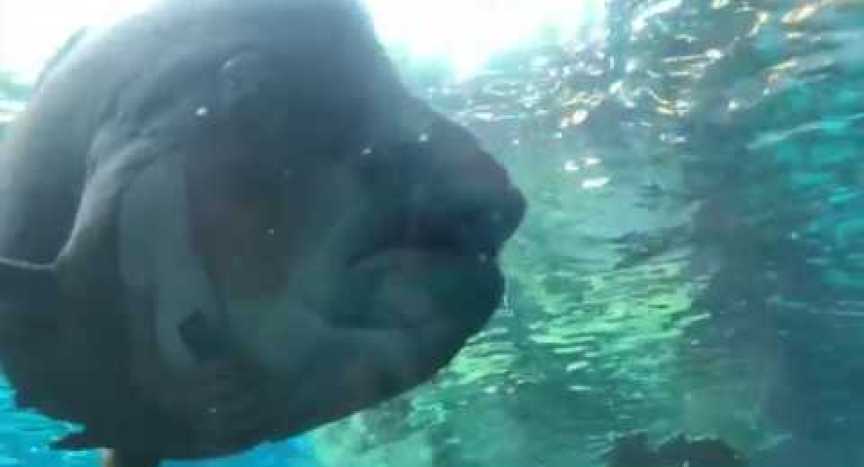 Aquarium of the Pacific in 4K (Long Beach, California) Aquarium of the Pacific in 4K (Long Beach, California)