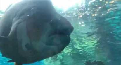 Aquarium of the Pacific in 4K (Long Beach, California) Aquarium of the Pacific in 4K (Long Beach, California)