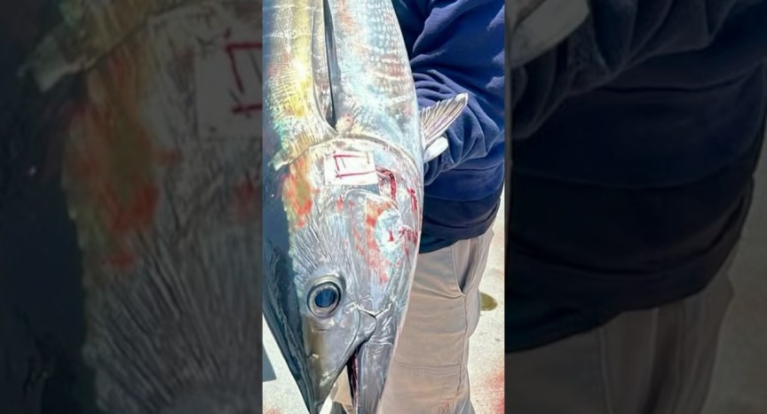 Epic Bluefin Tuna Adventure: Best Full-Day Fishing Trips from San Diego, Right Near Home! Epic Bluefin Tuna Adventure: Best Full-Day Fishing Trips from San Diego, Right Near Home!