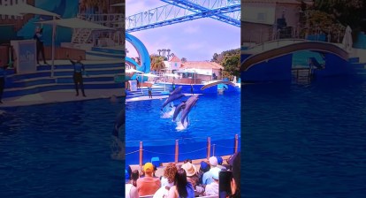 Dance of Dolphins Pod at SeaWorld San Diego #shorts #animals #trending #viralvideo #travel Dance of Dolphins Pod at SeaWorld San Diego #shorts #animals #trending #viralvideo #travel