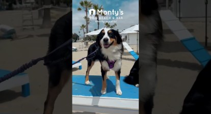 Dog Beach & Bar in Long Beach #montysdogbeach #longbeach #california #dogfriendly Dog Beach & Bar in Long Beach #montysdogbeach #longbeach #california #dogfriendly