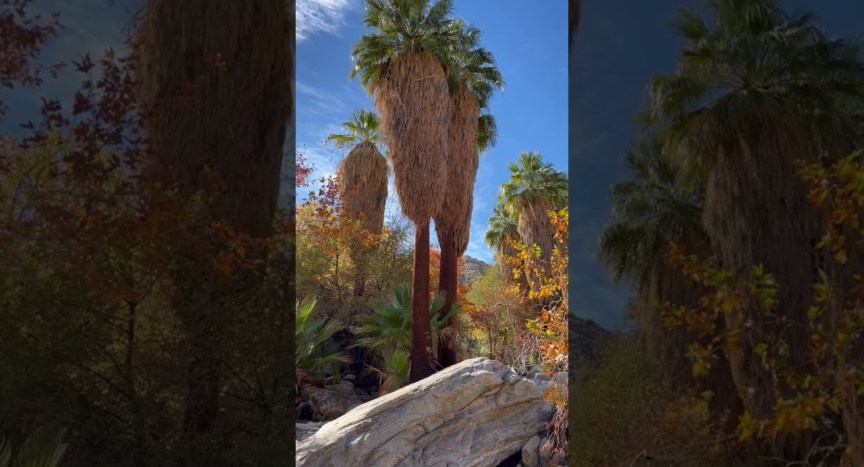 Andreas Canyon in Palm Springs California | DESERT OASIS #shorts Andreas Canyon in Palm Springs California | DESERT OASIS #shorts