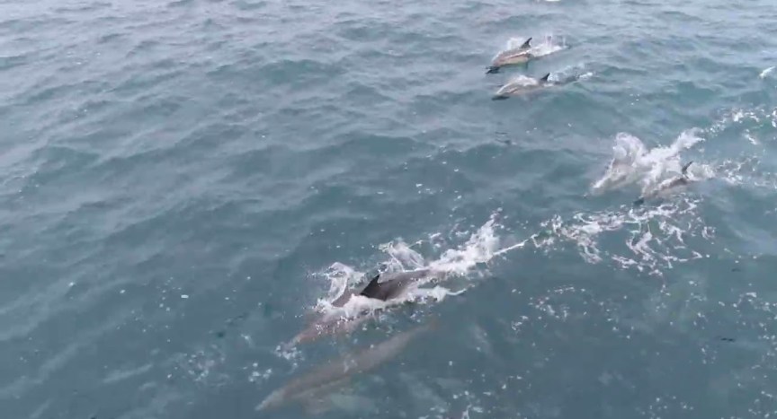 Dolphin Cruise in Long Beach California (Dolphin Watching) Dolphin Cruise in Long Beach California (Dolphin Watching)