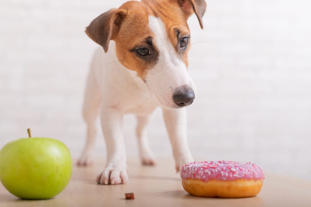 Jack Russell Terrier decides what to eat Donut and green apple Food habits of the dog | Easy Affiliate dog making decision