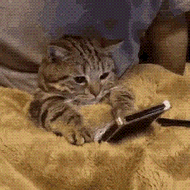 cat scrolling on phone gif | Easy Affiliate cat scrolling on phone