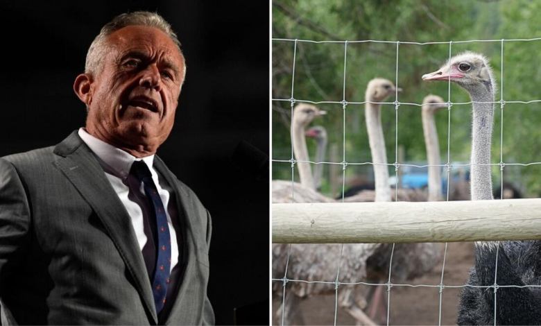 Jr. RFK said he had spoken with Canadian health officials about rescuing BC Ostrich Flock from Cull. Jr. RFK said he had spoken with Canadian health officials about rescuing BC Ostrich Flock from Cull.
