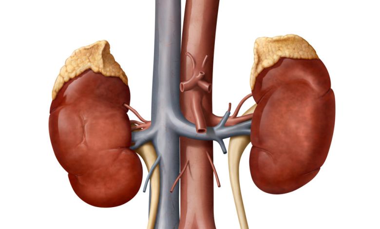 Novartis nabs first is the FDA nod for rare kidney disease, but Apellis Pharma follows Novartis nabs first is the FDA nod for rare kidney disease, but Apellis Pharma follows