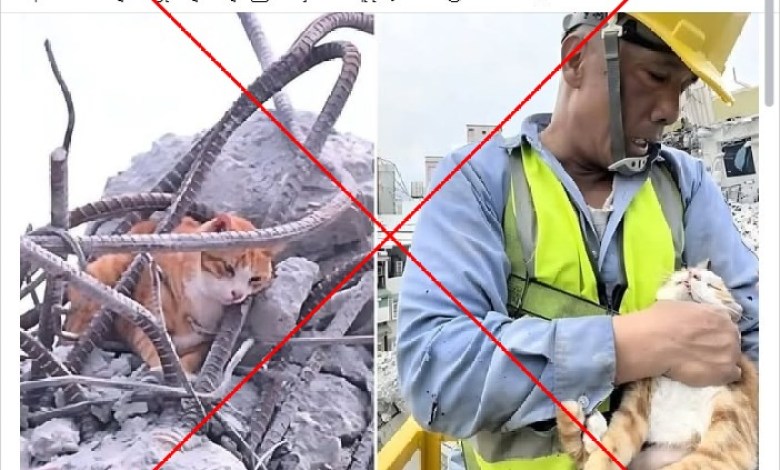 Image shows cat rescued in Thailand after the 2024 earthquake in Taiwan instead of cat Image shows cat rescued in Thailand after the 2024 earthquake in Taiwan instead of cat