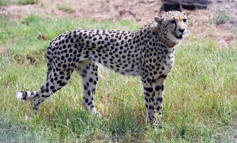 Question against Indian man presents water to cheetah in viral video Question against Indian man presents water to cheetah in viral video