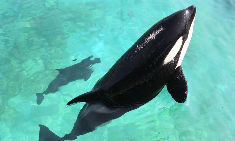 The home you need for two killer whales The home you need for two killer whales