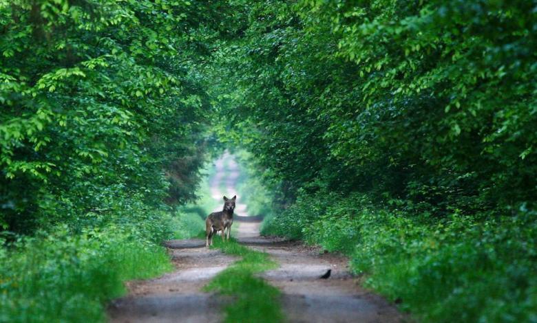 I inhaled the smell of wolf urine – that's the true nature of the wilderness I inhaled the smell of wolf urine – that's the true nature of the wilderness