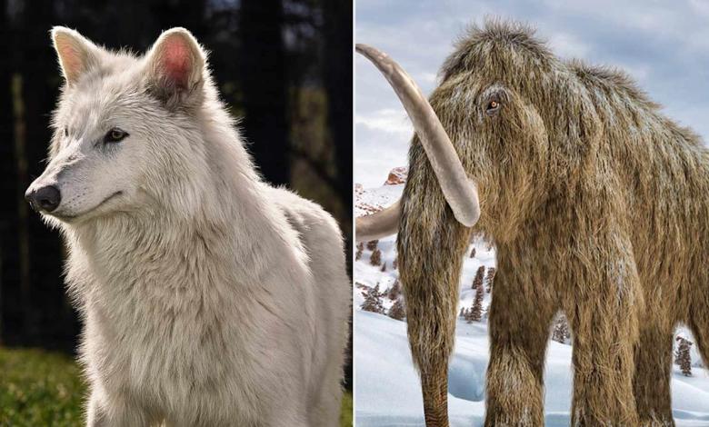 Trump administration says U.S. endangered species list should be “extinct” after terror wolf resurrection Trump administration says U.S. endangered species list should be “extinct” after terror wolf resurrection