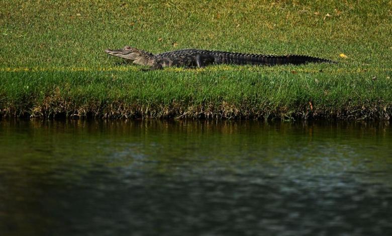 Quick-thinking wife saves husband from crocodile attack in South Carolina retirement community Quick-thinking wife saves husband from crocodile attack in South Carolina retirement community