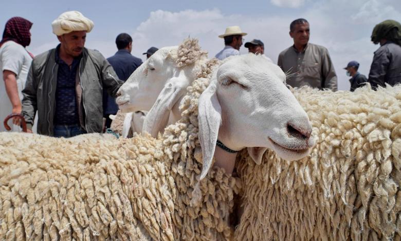 Drought, rising prices and reduced cattle herds weaken North Africa's Eid al-Adha this year Drought, rising prices and reduced cattle herds weaken North Africa's Eid al-Adha this year
