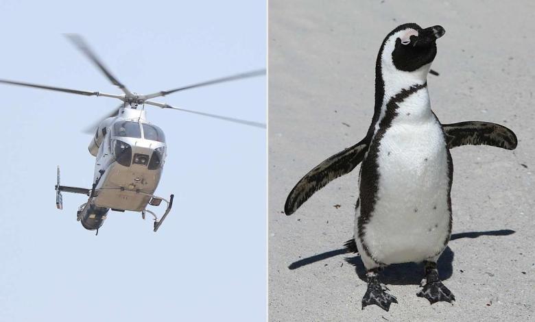 Unsecured penguin crashes helicopter after hitting a pilot's control accident Unsecured penguin crashes helicopter after hitting a pilot's control accident
