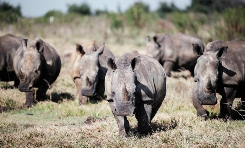 Dozens of White Rhino Moving from South Africa to Rwanda Dozens of White Rhino Moving from South Africa to Rwanda