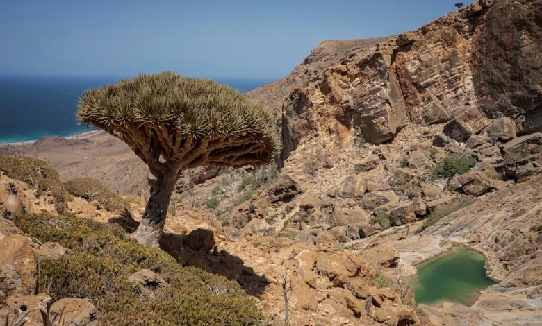 These trees exist in only one place on Earth. Now climate change, goats threaten their survival These trees exist in only one place on Earth. Now climate change, goats threaten their survival