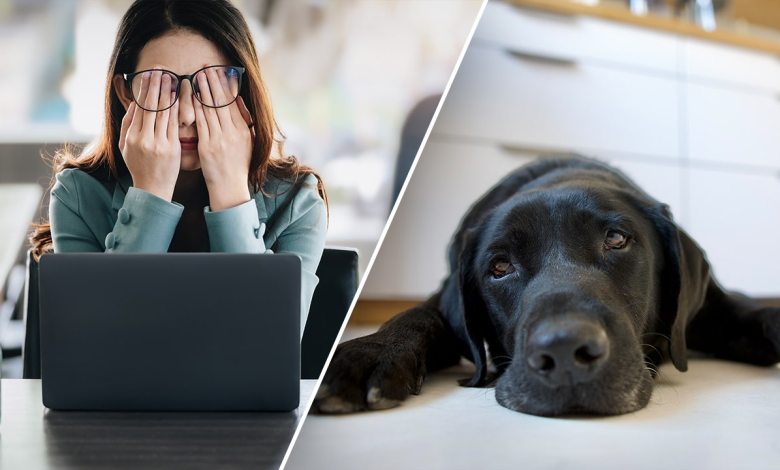 New research shows that work stress can also affect your dog New research shows that work stress can also affect your dog