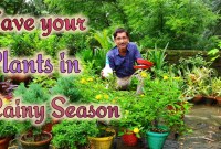 Check Drainage: Ensure Your Pots Have Clear Drainage Holes To Prevent Root Rot. Check Drainage: Ensure Your Pots Have Clear Drainage Holes To Prevent Root Rot.