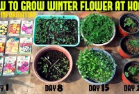 High-quality Potting Mix: Avoid Garden Soil, Which Is Too Heavy And May Contain Pests. High-quality Potting Mix: Avoid Garden Soil, Which Is Too Heavy And May Contain Pests.