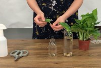 Hydroponics: Growing Plants In A Nutrient-rich Water Solution (perfect For Lettuce And Herbs). Hydroponics: Growing Plants In A Nutrient-rich Water Solution (perfect For Lettuce And Herbs).