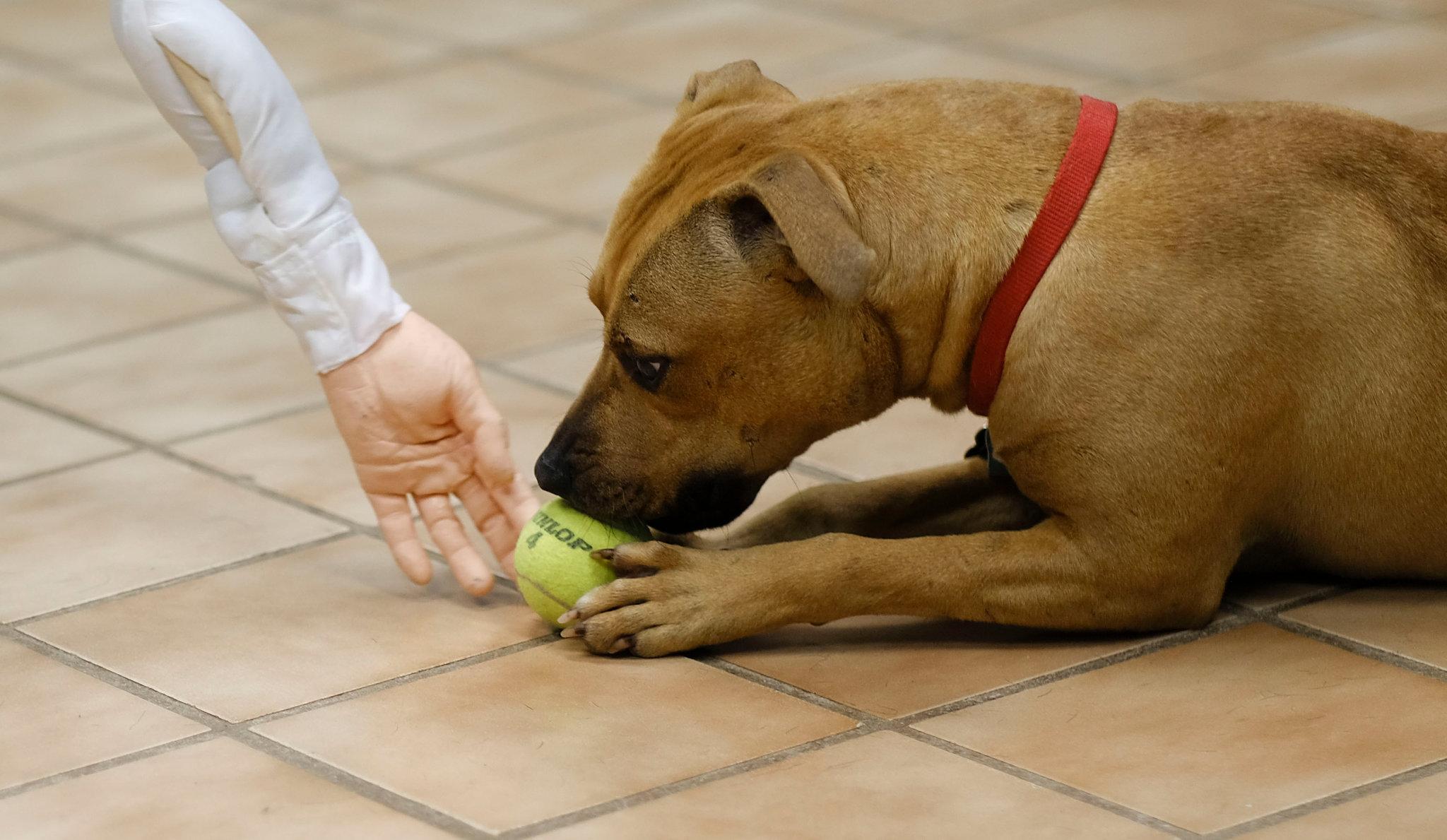 National Animal Charities Evaluator National Animal Charities Evaluator