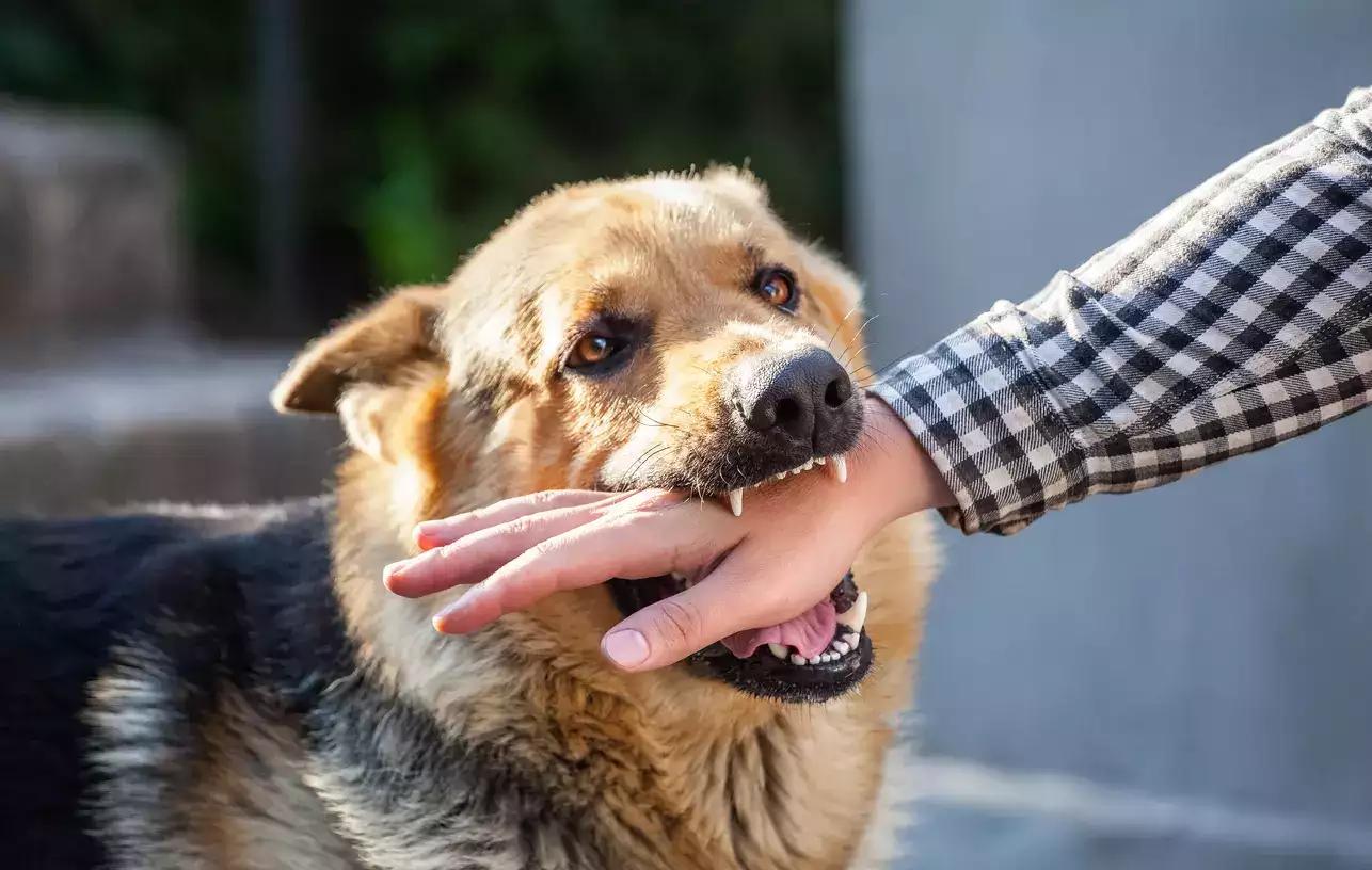 How To Break Up a Dog Attack Accident How To Break Up a Dog Attack Accident