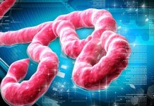Nigeria Confirms Ebola Case in Abuja, Begins Contact Tracing