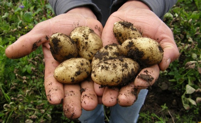 Lesotho: Govt Mulls Lifting Potato, Cabbage Import Ban Lesotho: Govt Mulls Lifting Potato, Cabbage Import Ban