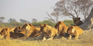 Botswana: Hunting Quota to Address Human-Lion Conflict