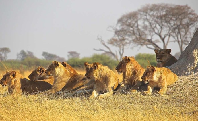 Botswana: Hunting Quota to Address Human-Lion Conflict Botswana: Hunting Quota to Address Human-Lion Conflict