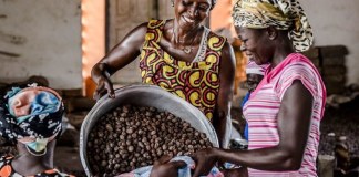 Ghana: Shea Industry Key to 24-Hour Economy